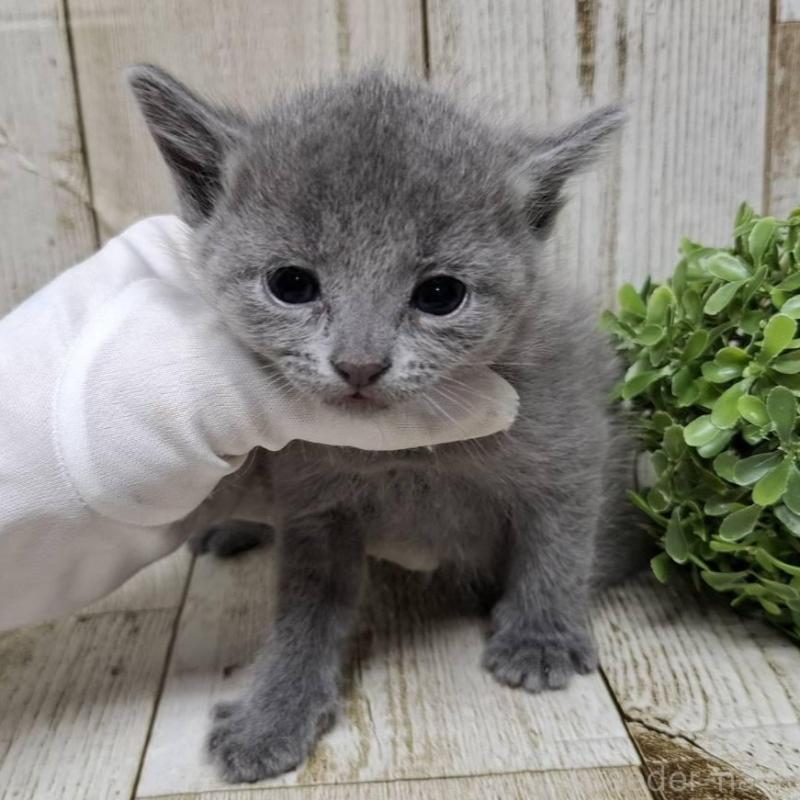 販売中の千葉県のロシアンブルー-133679の2枚目