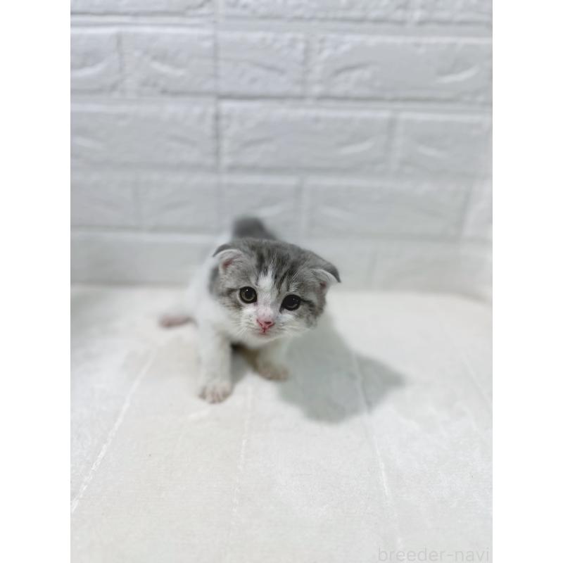 販売中の鹿児島県のスコティッシュフォールド-130500の8枚目