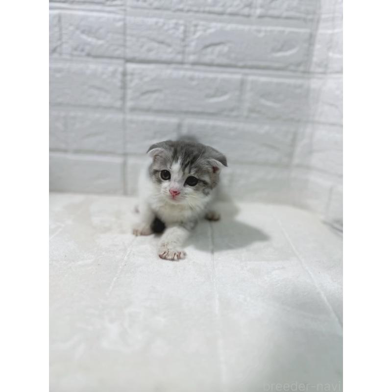 販売中の鹿児島県のスコティッシュフォールド-130500の7枚目