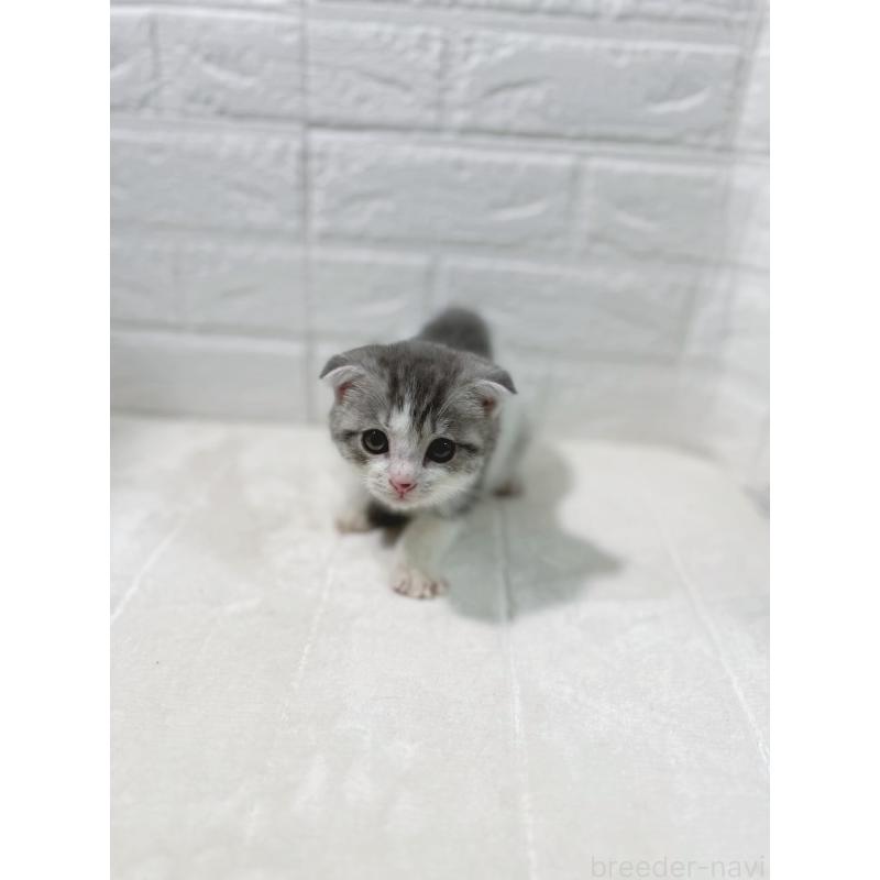 販売中の鹿児島県のスコティッシュフォールド-130500の6枚目