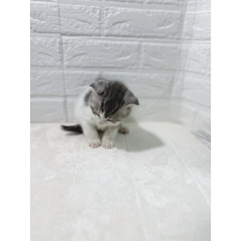 販売中の鹿児島県のスコティッシュフォールド-130500の5枚目