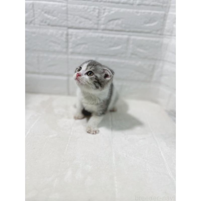 販売中の鹿児島県のスコティッシュフォールド-130500の4枚目