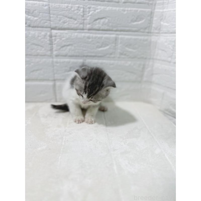 販売中の鹿児島県のスコティッシュフォールド-130500の2枚目