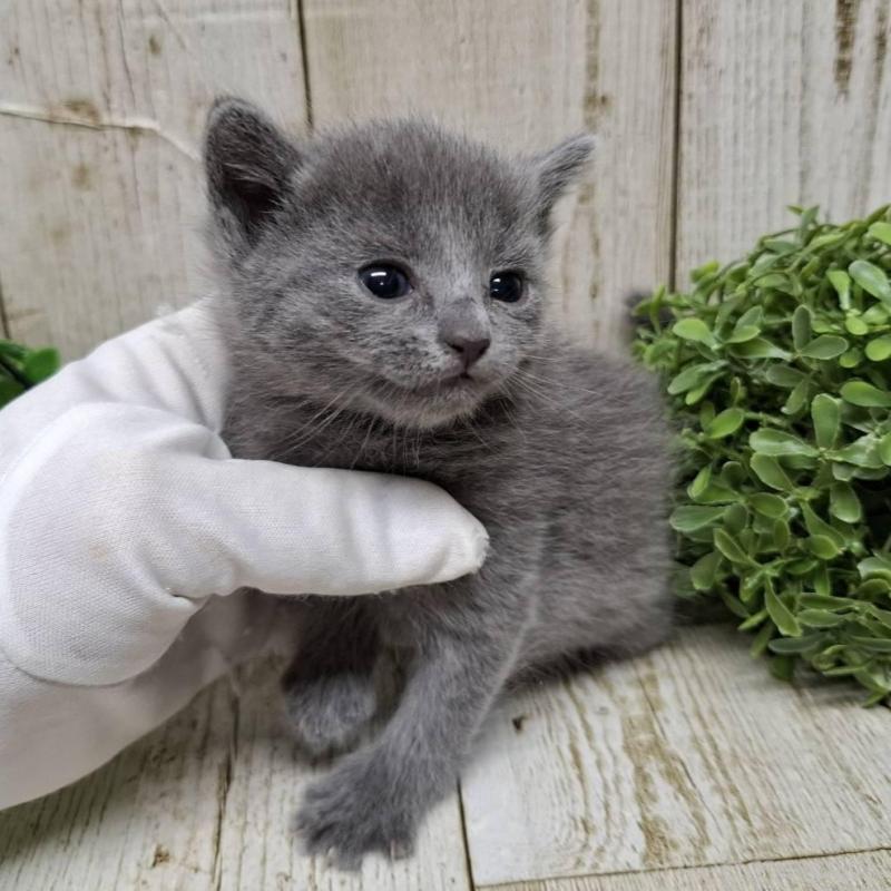 販売中の千葉県のロシアンブルー-133680の10枚目