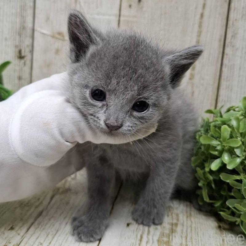 販売中の千葉県のロシアンブルー-133680の9枚目