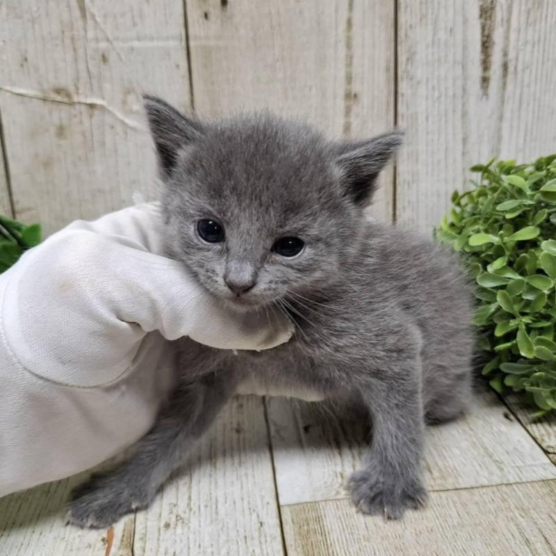 販売中の千葉県のロシアンブルー-133680の8枚目