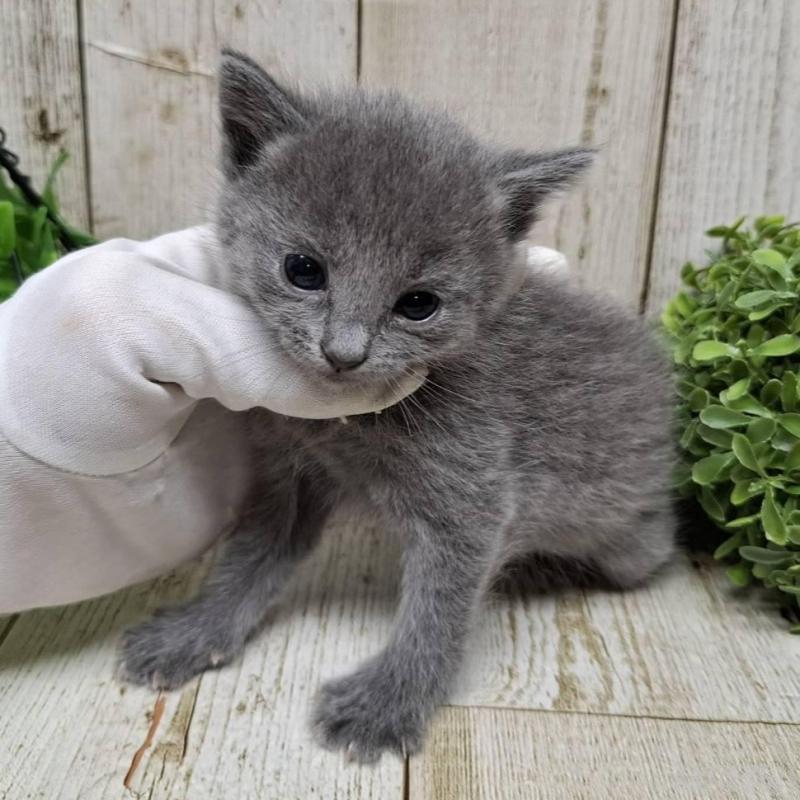 販売中の千葉県のロシアンブルー-133680の7枚目