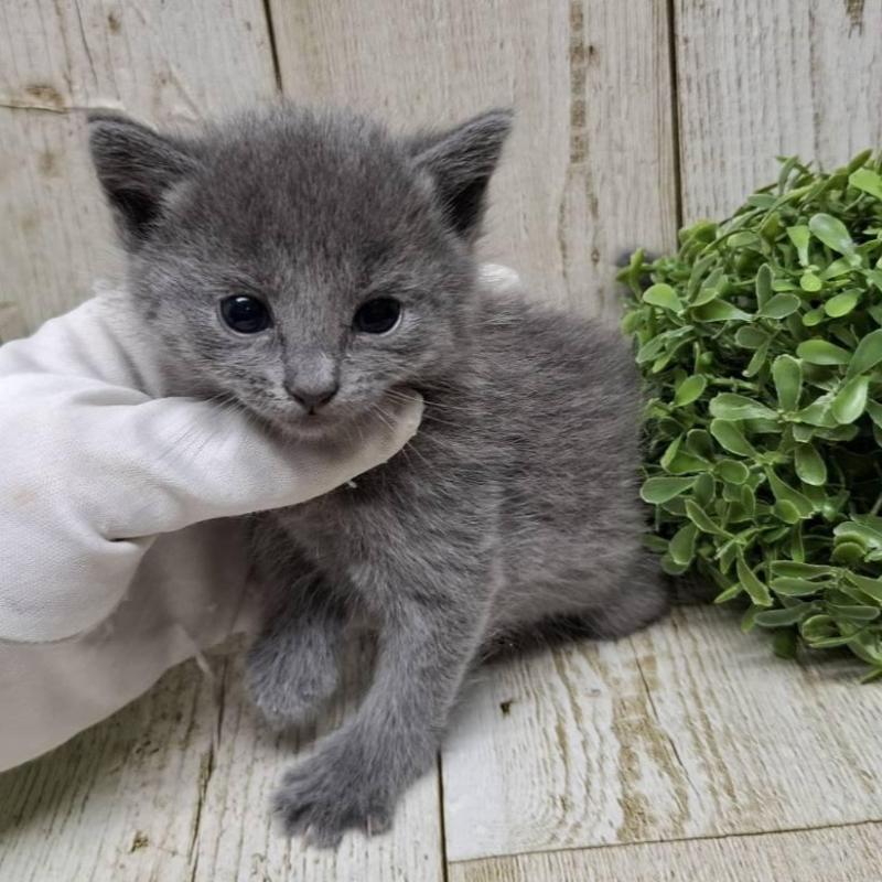 販売中の千葉県のロシアンブルー-133680