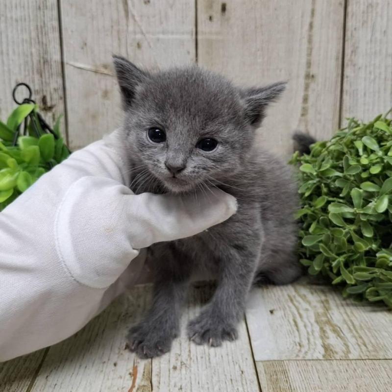 販売中の千葉県のロシアンブルー-133680の5枚目