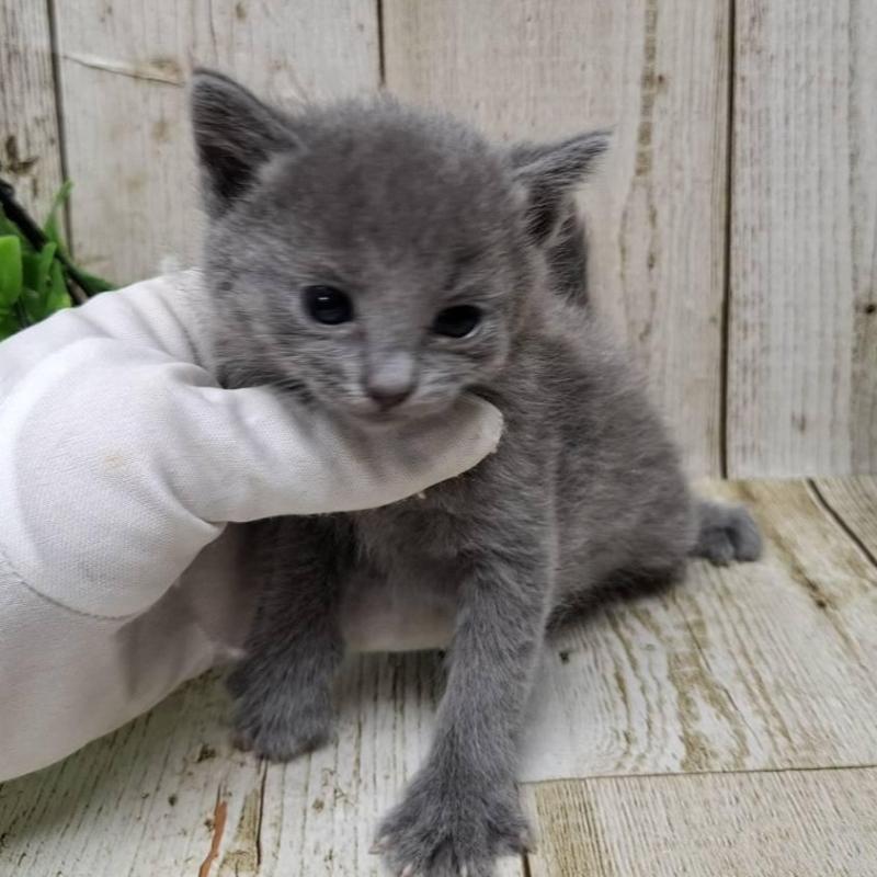 販売中の千葉県のロシアンブルー-133680の4枚目