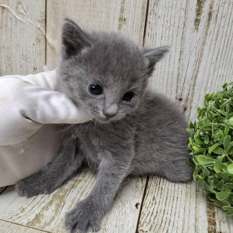 販売中の千葉県のロシアンブルー-133680の3枚目