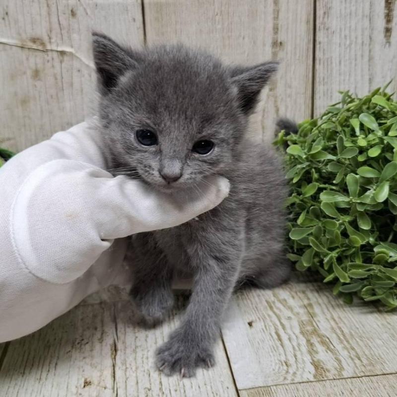 販売中の千葉県のロシアンブルー-133680の2枚目