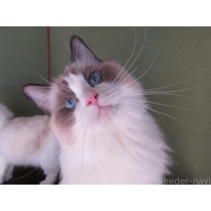 販売中の大分県のラグドール-111716の8枚目