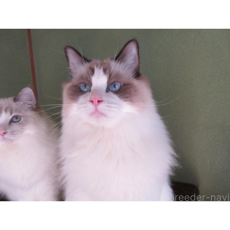 販売中の大分県のラグドール-111716の7枚目