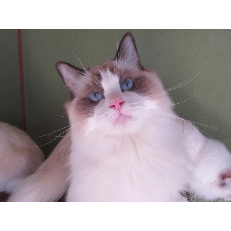 販売中の大分県のラグドール-111716の6枚目