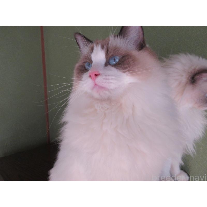 販売中の大分県のラグドール-111716の5枚目