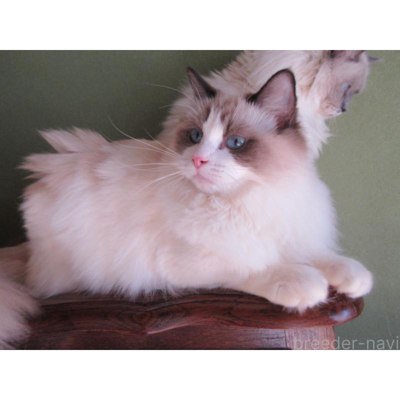 販売中の大分県のラグドール-111716の4枚目