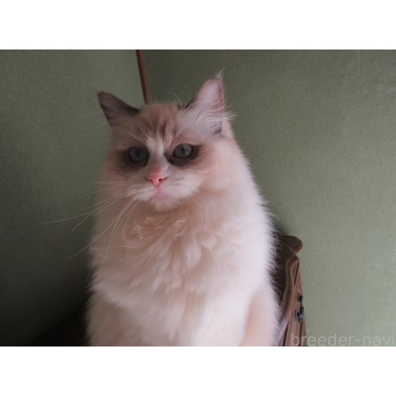 販売中の大分県のラグドール-112361の6枚目