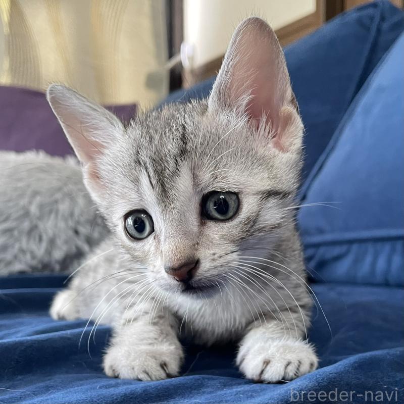 販売中の岐阜県のエジプシャンマウ-133685の4枚目