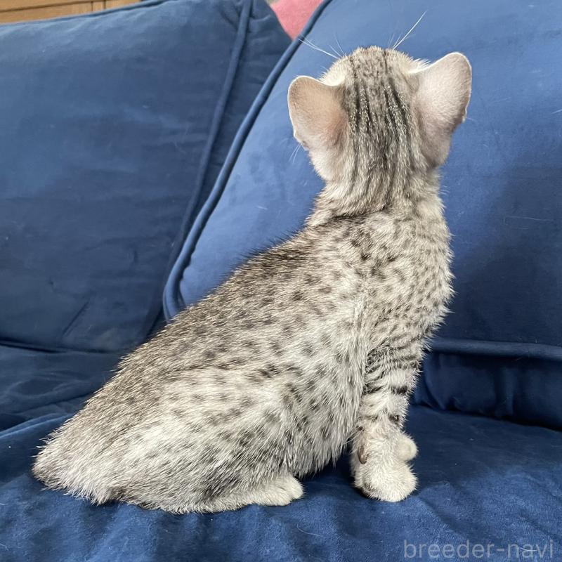 販売中の岐阜県のエジプシャンマウ-133685の3枚目