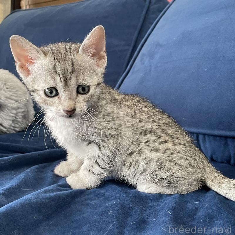 販売中の岐阜県のエジプシャンマウ-133685の2枚目