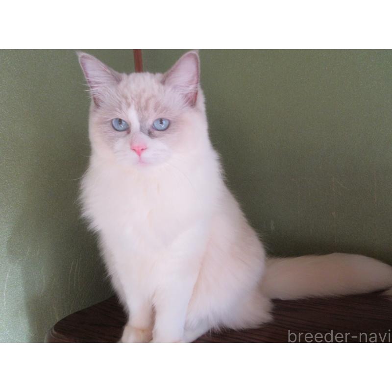 販売中の大分県のラグドール-121191の7枚目