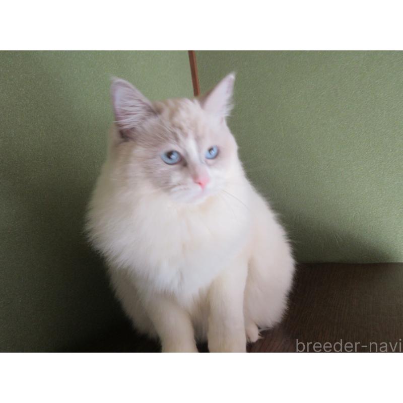 販売中の大分県のラグドール-121191の6枚目