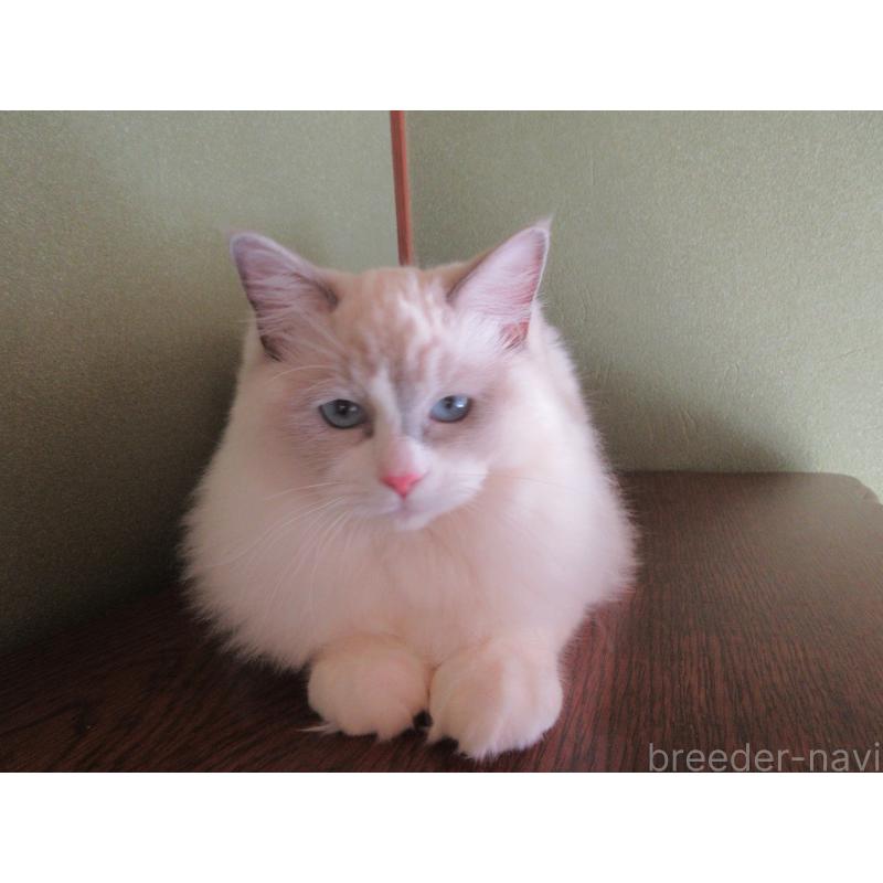 販売中の大分県のラグドール-121191の5枚目