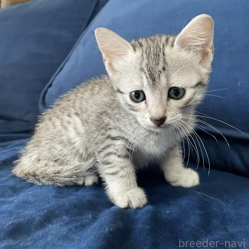 販売中の岐阜県のエジプシャンマウ-133686の4枚目