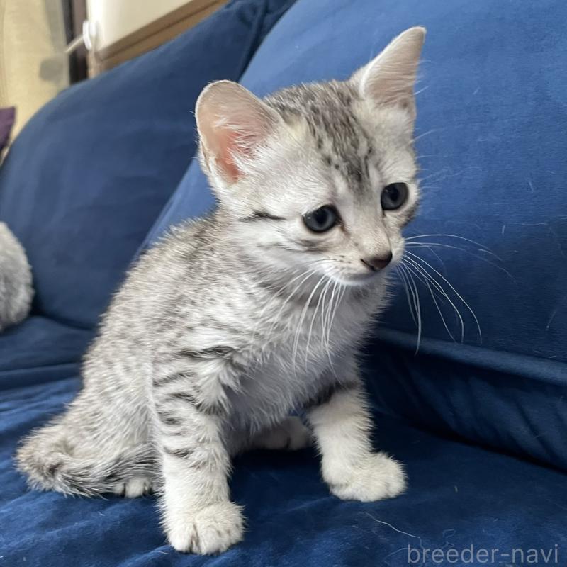 販売中の岐阜県のエジプシャンマウ-133686の3枚目