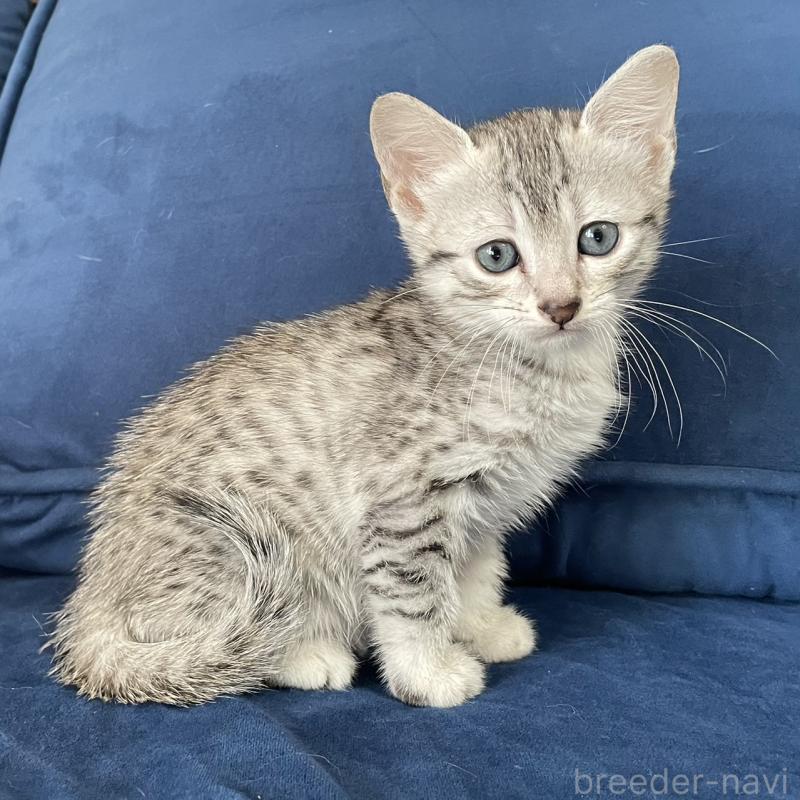 販売中の岐阜県のエジプシャンマウ-133686の2枚目