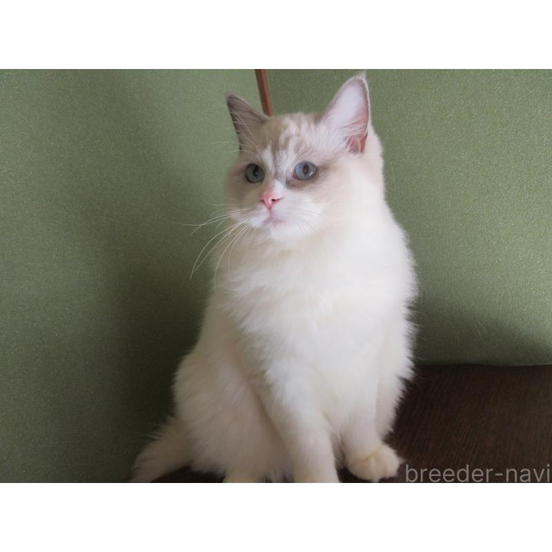 販売中の大分県のラグドール-121191の3枚目