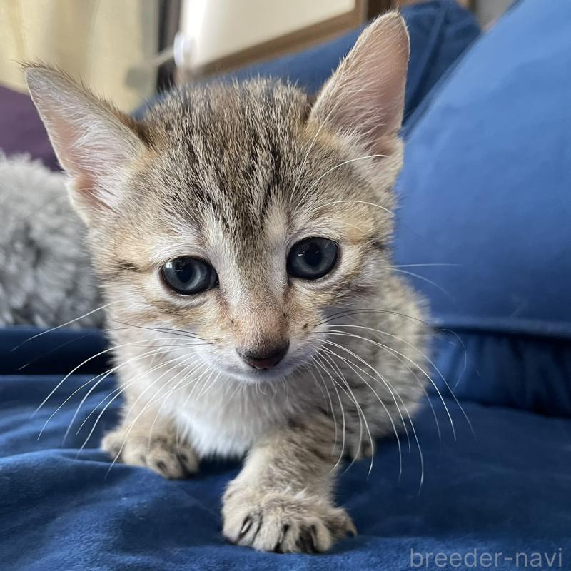 販売中の岐阜県のエジプシャンマウ-133687の4枚目