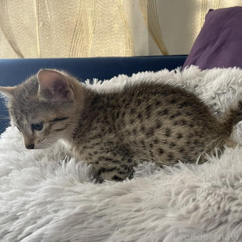 販売中の岐阜県のエジプシャンマウ-133687の3枚目