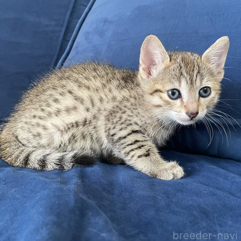 販売中の岐阜県のエジプシャンマウ-133687の2枚目