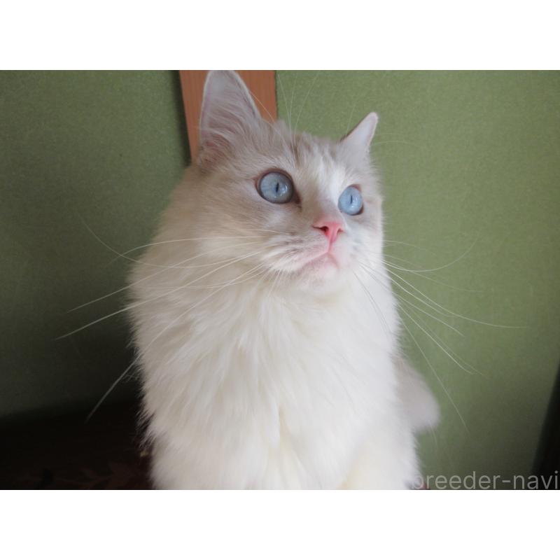 販売中の大分県のラグドール-101079の2枚目