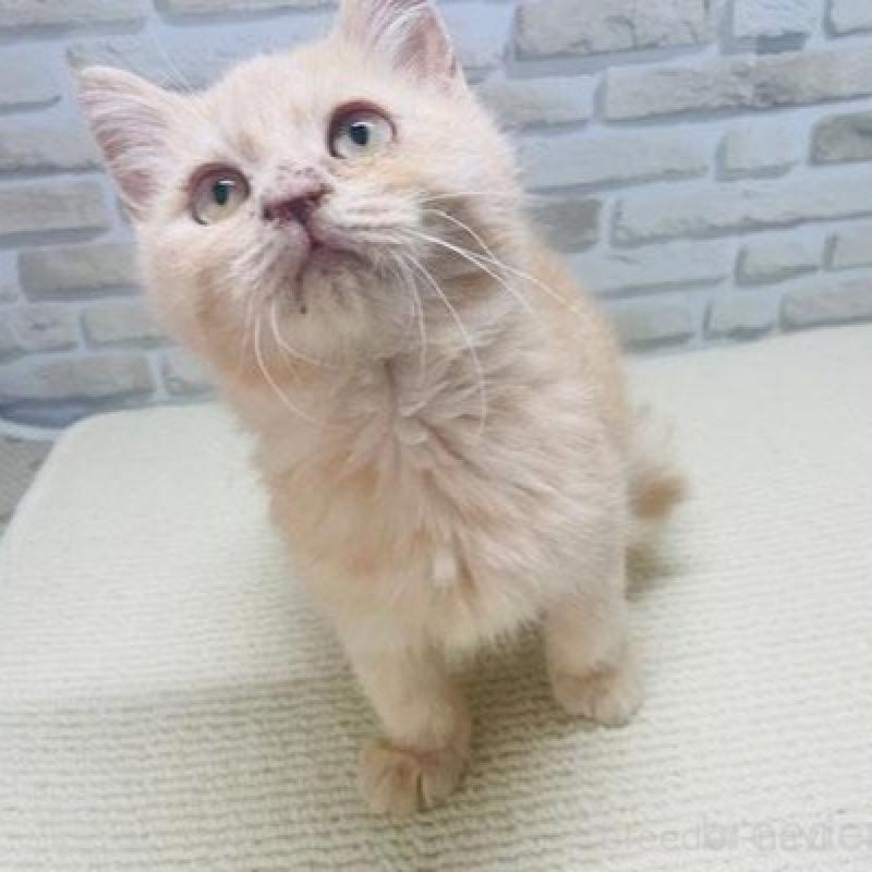 販売中の埼玉県のマンチカン-133688の4枚目