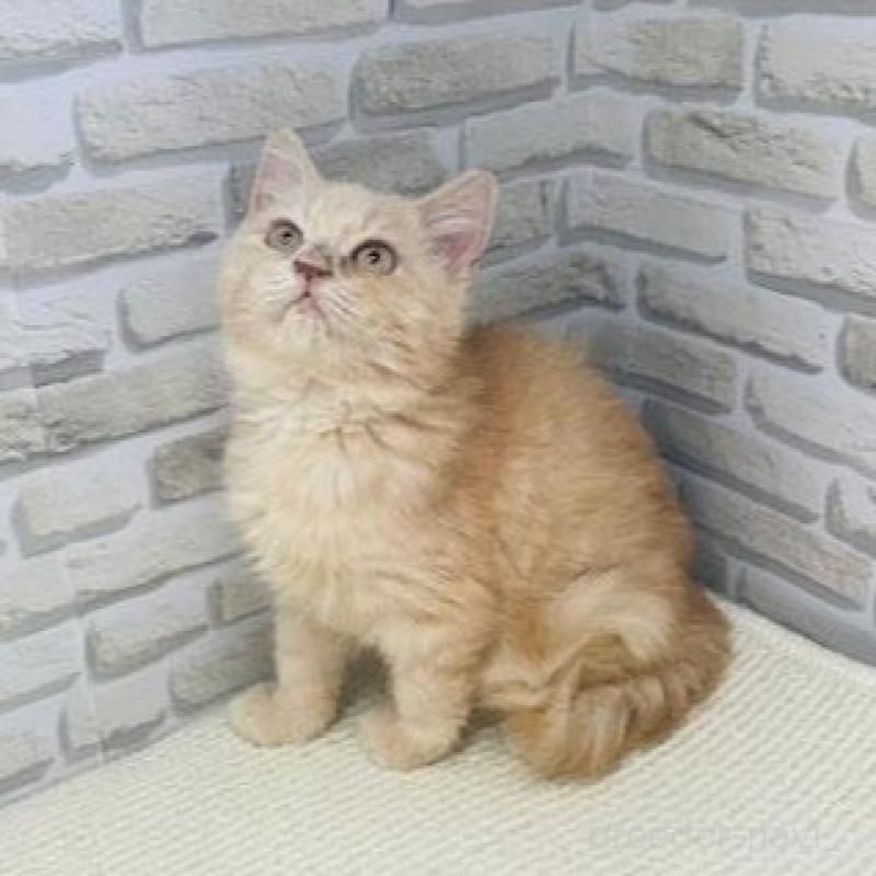 販売中の埼玉県のマンチカン-133688の3枚目