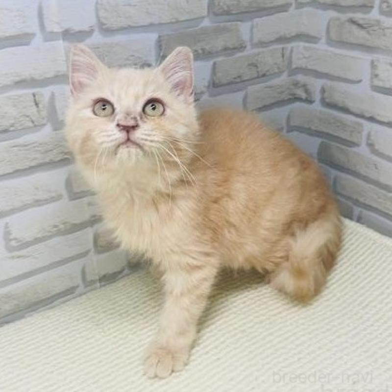 販売中の埼玉県のマンチカン-133688の2枚目