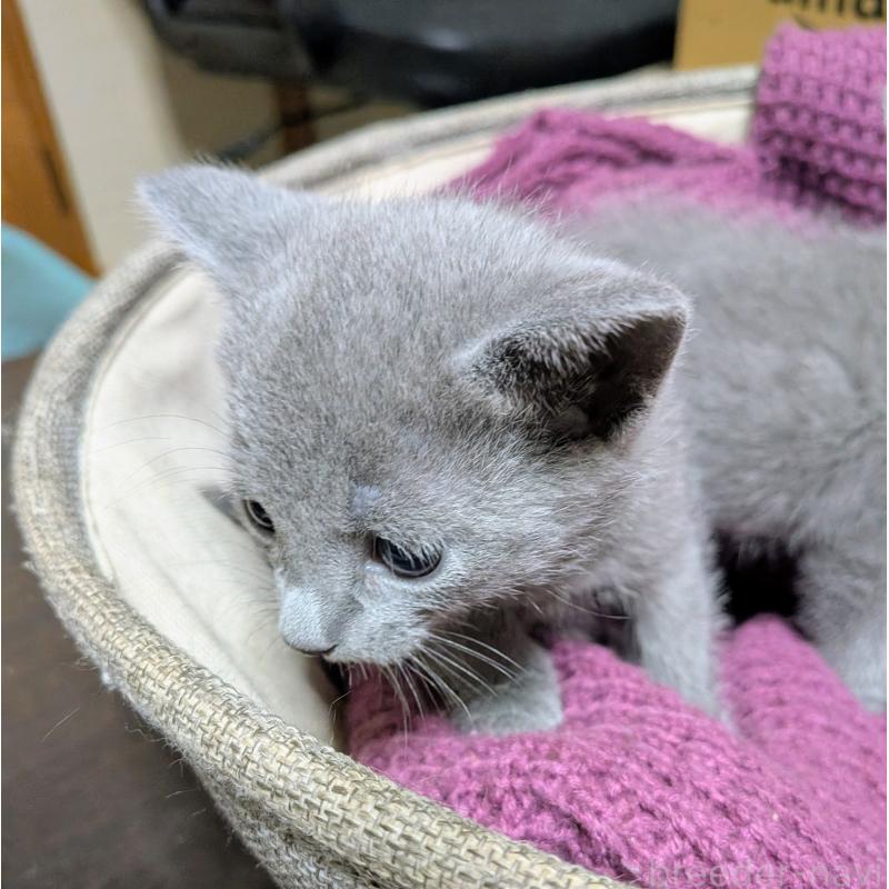 販売中の山形県のロシアンブルー-133588の5枚目