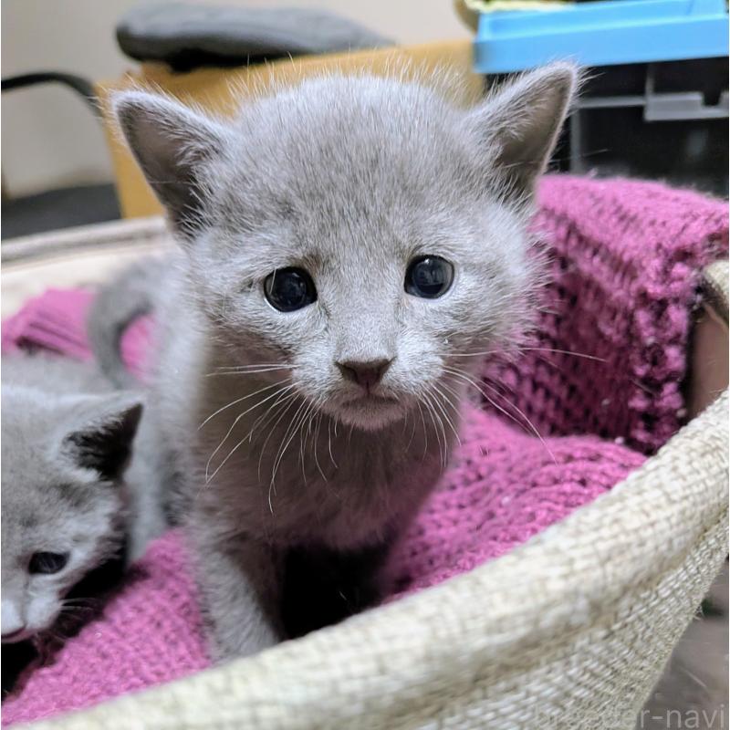販売中の山形県のロシアンブルー-133588の4枚目