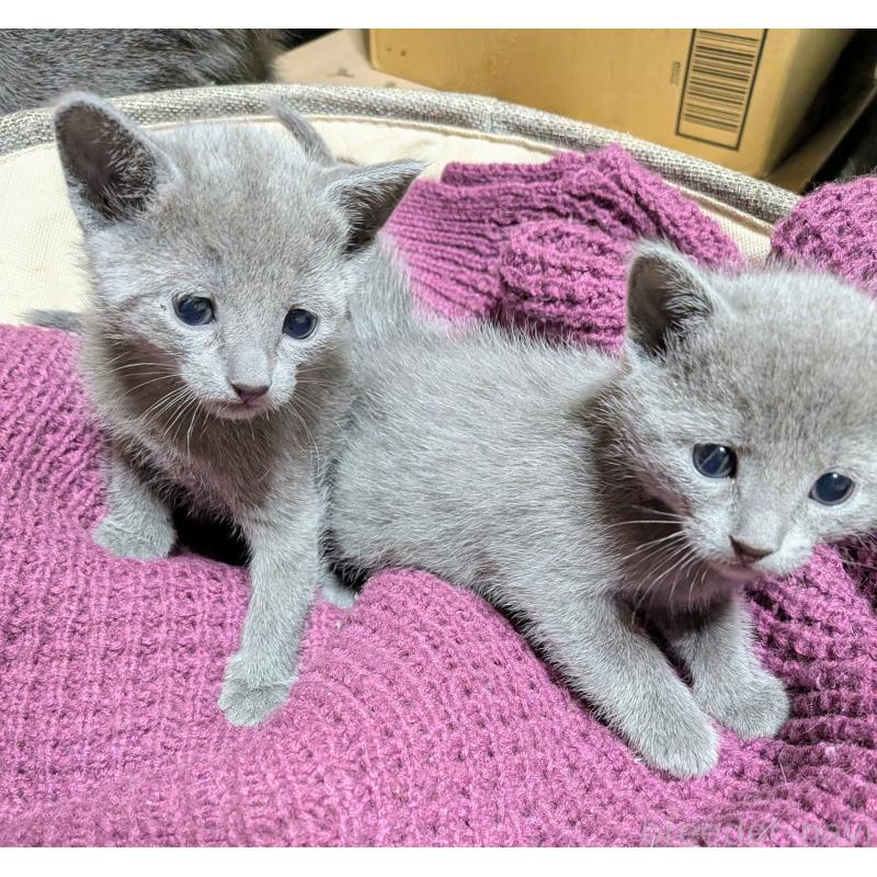 販売中の山形県のロシアンブルー-133590の3枚目