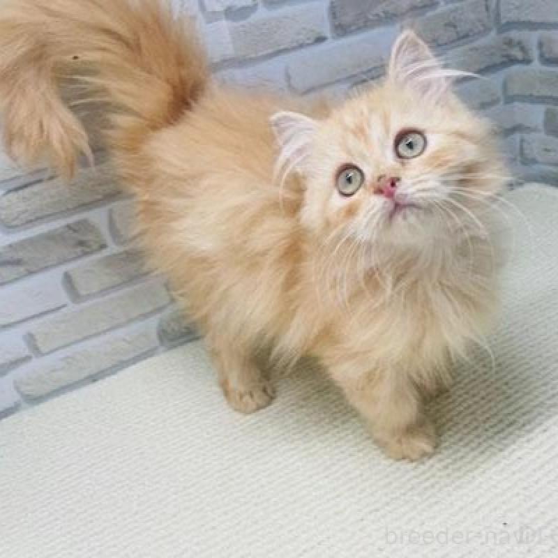 販売中の埼玉県のマンチカン-133689の4枚目