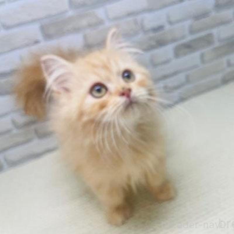 販売中の埼玉県のマンチカン-133689の3枚目