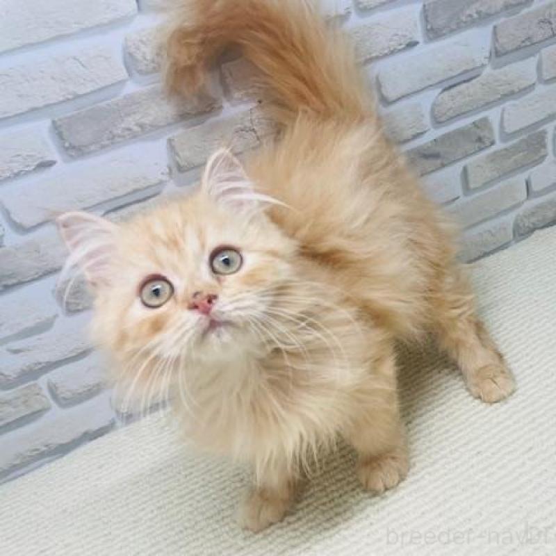 販売中の埼玉県のマンチカン-133689の1枚目