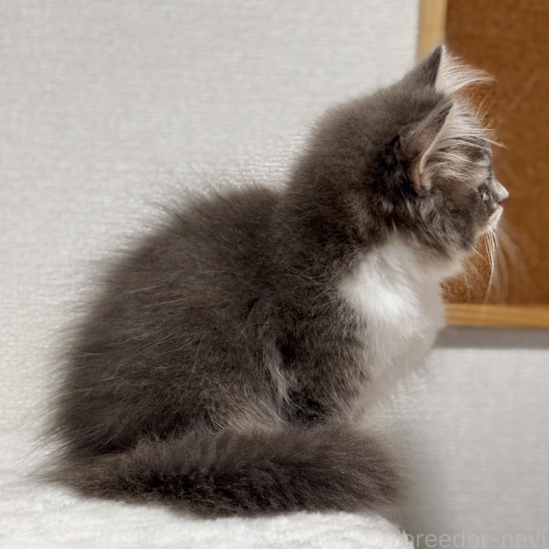 販売中の埼玉県のマンチカン-129006の5枚目