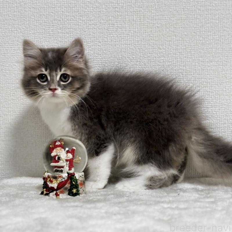 販売中の埼玉県のマンチカン-129006の4枚目