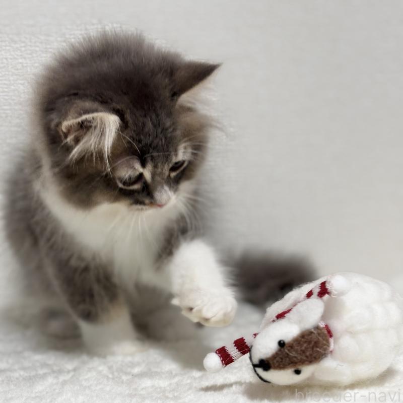 販売中の埼玉県のマンチカン-129006の3枚目