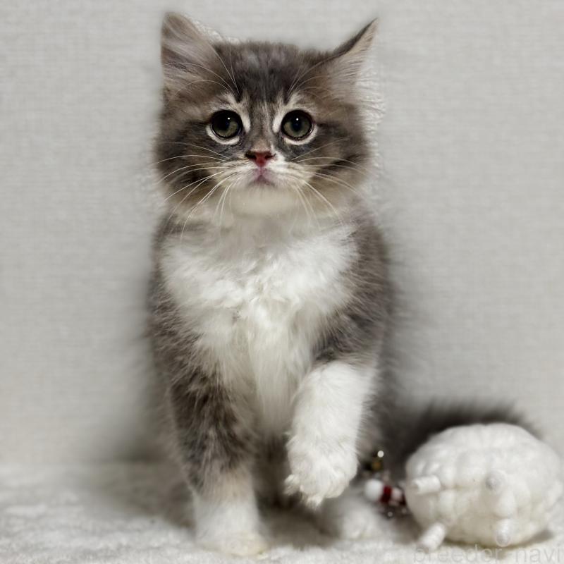 販売中の埼玉県のマンチカン-129006の2枚目