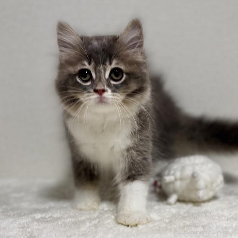 販売中の埼玉県のマンチカン-129006